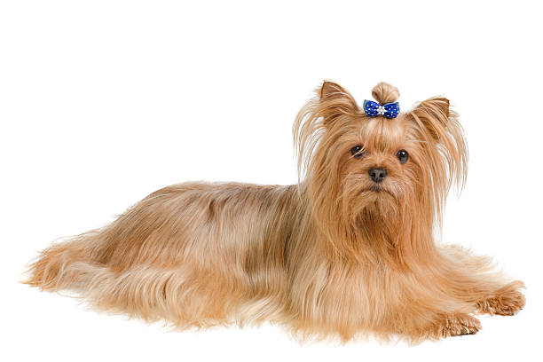 Yorkshire Terrier with blue bow lying stock photo