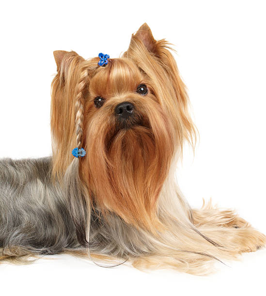 Silhouette Of Male Yorkie Hairstyles Stock Photos Pictures