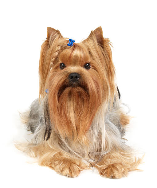 Silhouette Of Male Yorkie Hairstyles Stock Photos Pictures