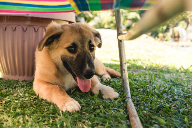 A young 4 month old panting puppy lies under a folding bed to get some shade to protect himself from the summer heat. stock photo