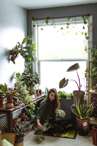 Young Adult Woman At Home Watering Indoor House Plants stock photo