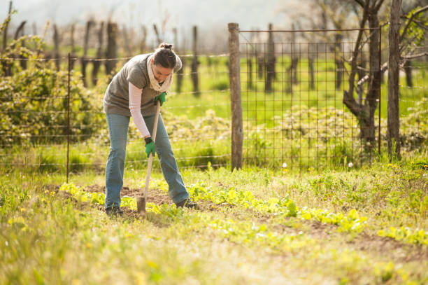 Young Adult Woman Gardening in Springtime stock photo