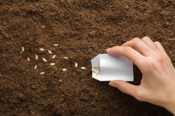 Young adult woman hand holding white paper pack and pouring seeds on fresh dark soil. Planting cucumbers. Closeup. Preparation for garden season in early spring. Point of view shot. Top down view. stock photo