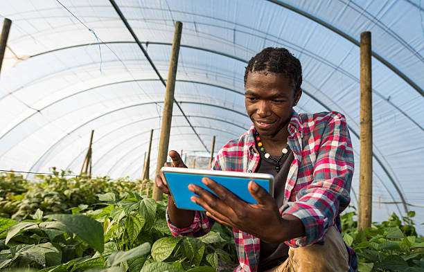 Young African man checking tablet information in greenhouse An surface level image of a young African Xhosa Male in his greenhouse vegetable garden, sits on his haunches while referencing information on his tablet. homegrown produce photos stock pictures, royalty-free photos & images
