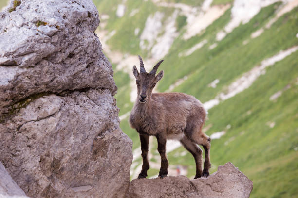 Young alpine ibex (Capra ibex) on the Rock in the Mountains stock photo