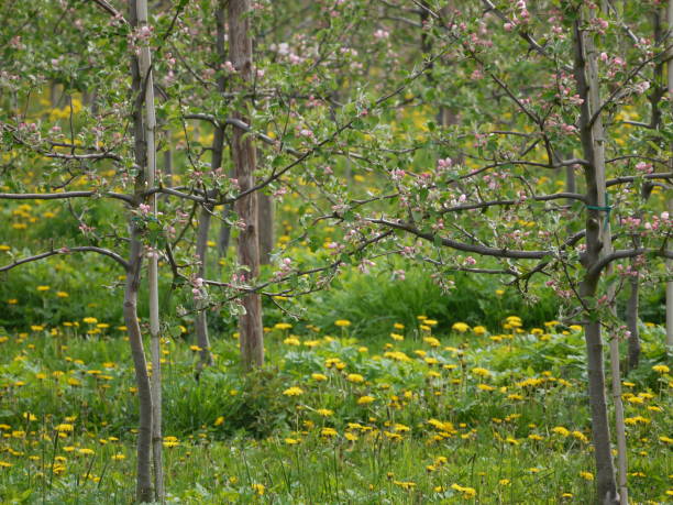 giovani meli fioriti, legati a pali, in un prato con dente di leone in fiore, vista dettagliata di una piantagione di meli - scholz foto e immagini stock