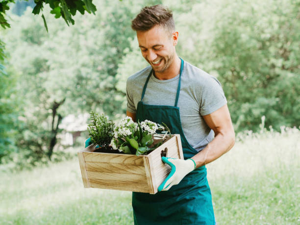 Young attractive man carries a wooden box with plants and flowers. He looks at them and smiles. He is in field dressed as gardener stock photo