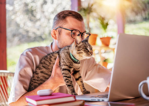 Young attractive man in glasses freelancer with a gray cat in his hands working at home using a laptop on the terrace of a country house stock photo