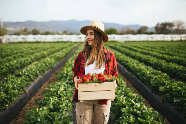Young attractive woman holding a basket filled with strawberries stock photo