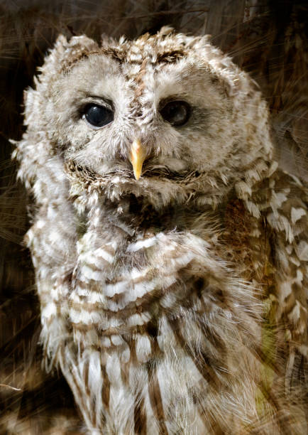 Young Barred Owl stock photo