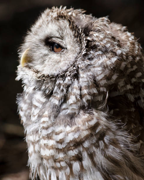Young Barred Owl, Profile stock photo