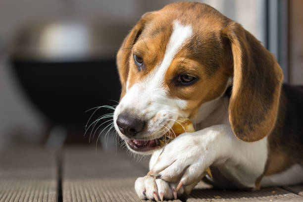 Young beagle chewing on a treat (14 weeks) Young beagle chewing on a treat (14 weeks) beagle puppies stock pictures, royalty-free photos & images