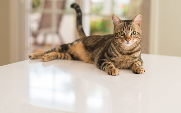 Young beautiful cat at home Relaxed domestic cat at home, indoor tabby cat stock pictures, royalty-free photos & images