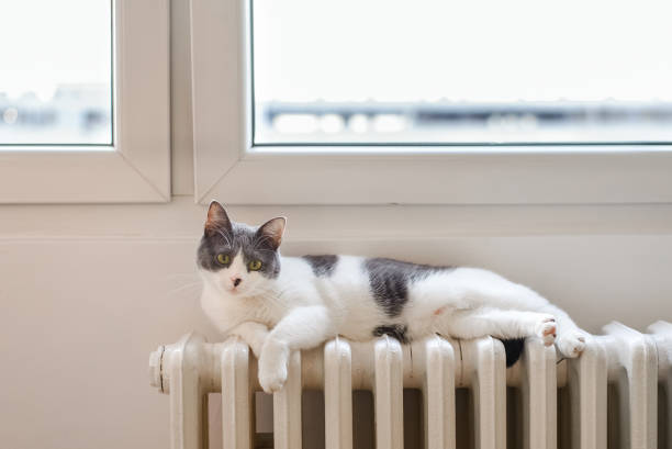 Young beautiful domestic cat resting on a hot radiator stock photo