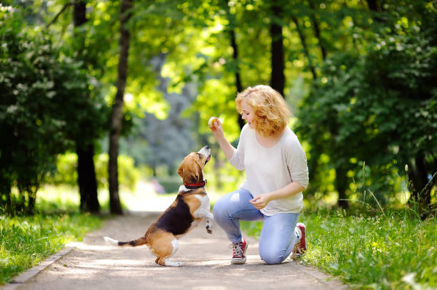 Young beautiful woman playing with Beagle dog Young beautiful woman playing with Beagle dog in the summer park tickling beautiful women pictures stock pictures, royalty-free photos & images
