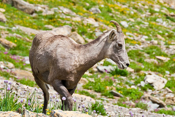 Young Bighorn Ewe The Bighorn Sheep (Ovis canadensis) is a North American sheep named for its large curled horns. An adult ram can weigh up to 300 lb and the horns alone can weigh up to 30 lb. This young bighorn ewe was photographed at the Haystack Saddle on the Highline Trail in Glacier National Park, Montana, USA. jeff goulden bighorn sheep stock pictures, royalty-free photos & images