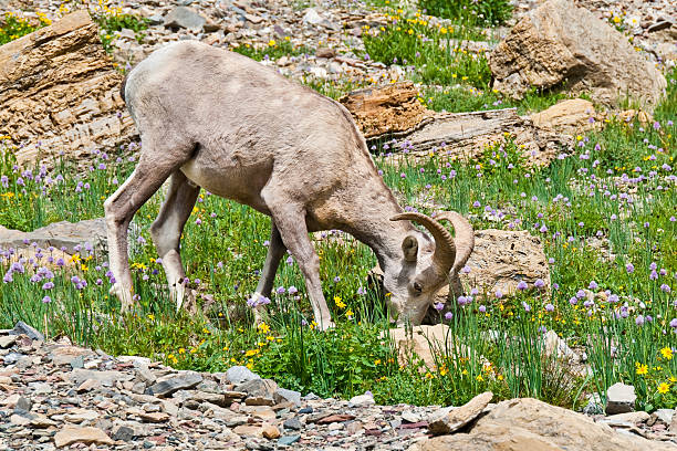 Young Bighorn Ram Grazing The Bighorn Sheep (Ovis canadensis) is a North American sheep named for its large curled horns. An adult ram can weigh up to 300 lb and the horns alone can weigh up to 30 lb. This young bighorn ram was photographed at the Haystack Saddle on the Highline Trail in Glacier National Park, Montana, USA. jeff goulden bighorn sheep stock pictures, royalty-free photos & images