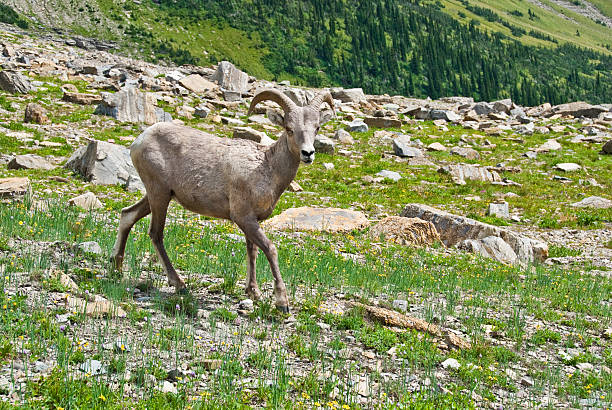 Young Bighorn Ram Looking at the Camera The Bighorn Sheep (Ovis canadensis) is a North American sheep named for its large curled horns. An adult ram can weigh up to 300 lb and the horns alone can weigh up to 30 lb. This young bighorn ram was photographed at the Haystack Saddle on the Highline Trail in Glacier National Park, Montana, USA. jeff goulden bighorn sheep stock pictures, royalty-free photos & images