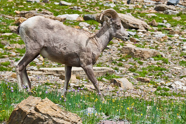 Young Bighorn Ram The Bighorn Sheep (Ovis canadensis) is a North American sheep named for its large curled horns. An adult ram can weigh up to 300 lb and the horns alone can weigh up to 30 lb. This young bighorn ram was photographed at the Haystack Saddle on the Highline Trail in Glacier National Park, Montana, USA. jeff goulden bighorn sheep stock pictures, royalty-free photos & images