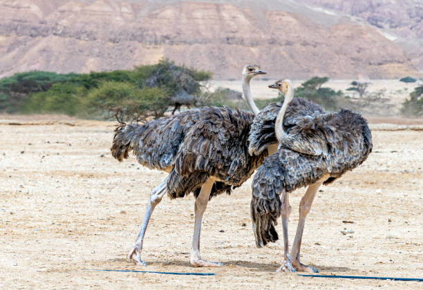 Young birds of African ostrich (Struthio camelus) stock photo