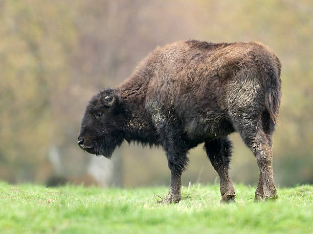 Young Bison Calf stock photo