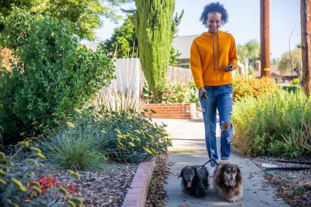 Young Black Woman Walking Dogs with Smartphone A young black woman walking dogs while holding a smartphone dog walking stock pictures, royalty-free photos & images