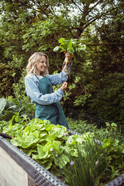 young blonde woman harvesting horseradish stock photo