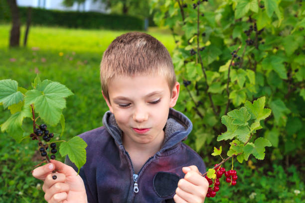 Young boy choosing between red and black currant stock photo