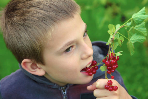 Young boy eating red currant stock photo