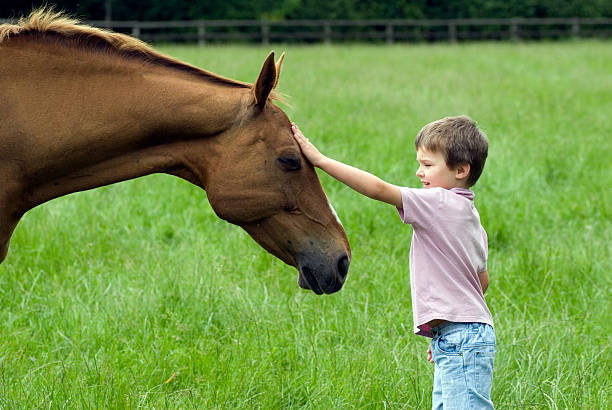 Young boy petting Gentle horse stock photo