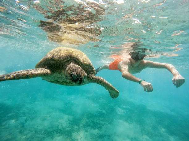 Young boy Snorkel swim with green sea turtle, Egypt stock photo