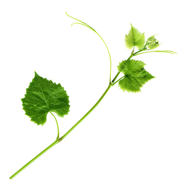 Young Branch of grapevine stock photo