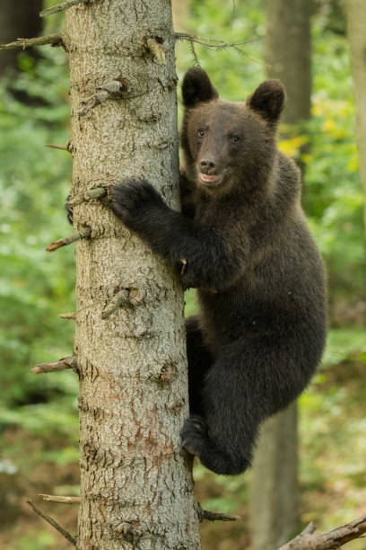 Young brown bear climbs a tree in forest. Bieszczady Mountains. Beautiful natural background bieszczady mountains stock pictures, royalty-free photos & images