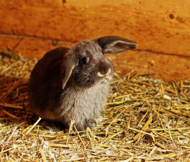young brown rabbit with flappy ears in rabbit hutch young brown rabbit with flappy ears in rabbit hutch, watching rabbit hutch stock pictures, royalty-free photos & images