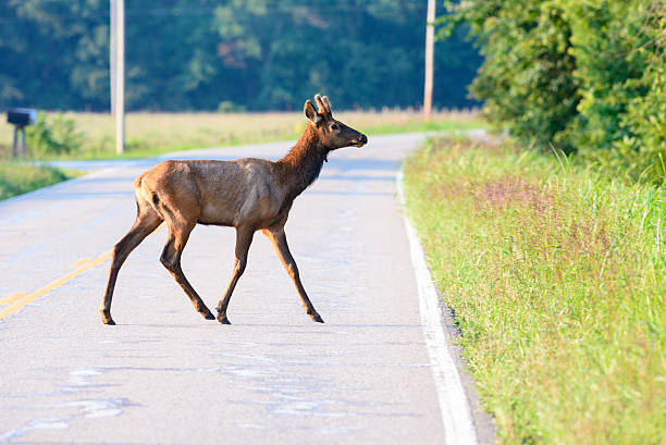 Young bull elk crossing highway stock photo