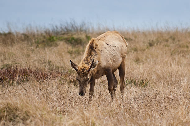 Young Bull Elk Grazing in a Meadow This rare Tule Bull Elk (Cervus canadensis nannodes) is grazing on a hillside near Tomales Point in Point Reyes National Seashore, California, USA. jeff goulden deer stock pictures, royalty-free photos & images