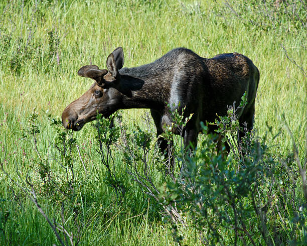 Young Bull Moose The American Moose (Alces americanus) is the largest antlered animal in the world and a member of the deer family. The male moose can weigh between 1,200 and 1,600 pounds and have antlers, while females may reach weights of 800 – 1,300 pounds. Moose spend a lot of their summers grazing in meadows and marshy areas. The rest of the time is spent in the forest. Moose are also excellent swimmers and use this ability to feed on underwater vegetation. Their also consists of leaves, twigs, tree buds and bark. This cow moose was photographed near Grand Lake in Rocky Mountain National Park, Colorado, USA. jeff goulden rocky mountain national park stock pictures, royalty-free photos & images