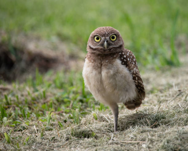 Young Burrowing Owl with Large yellow Eyes stock photo