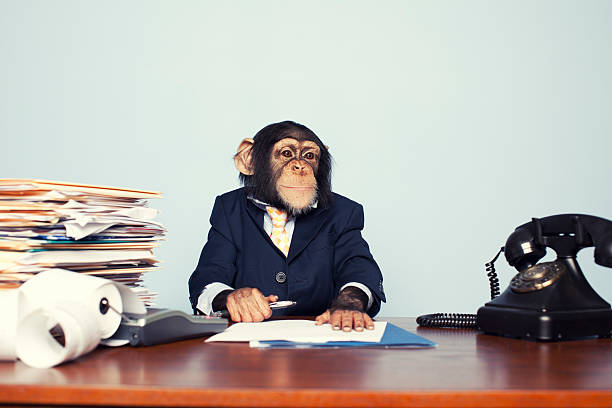 390 Monkey Office Stock Photos, Pictures & Royalty-Free Images - iStock