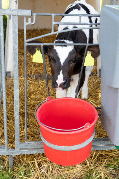 Young calf in its stall. stock photo