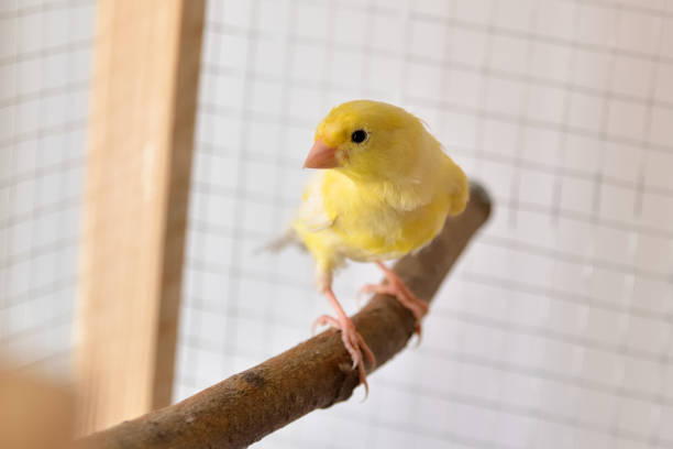 Young canary bird on perch in cage stock photo