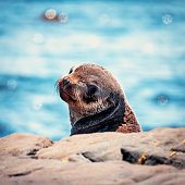 A shallow depth of field shot of a young cape fur seal looking over its shoulder at the camera the sun reflects off the out of focus sea on the background causing specular reflections on its surface