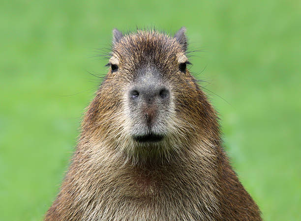 Young Capybara (Hydrochoerus hydrochaeris) stock photo