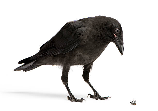 Young Carrion Crow Looking down at a dead fly. Young Carrion Crow Looking down at a dead fly in front of white background. carrion stock pictures, royalty-free photos & images