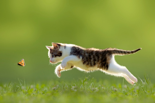 young cat hunting butterfly on a meadow backlit