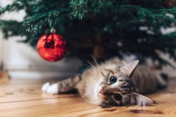 young cat lying under christmas tree stock photo