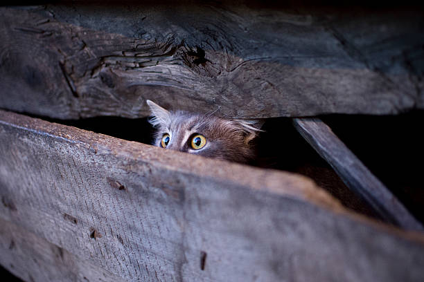 Young cat with frightened gaze hidden behind a fence stock photo