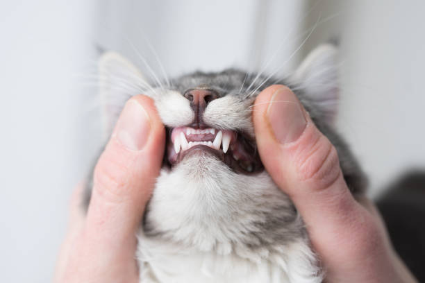 young cat's teeth blue tabby maine coon kitten showing baby teeth holded by human hands teeth stock pictures, royalty-free photos & images