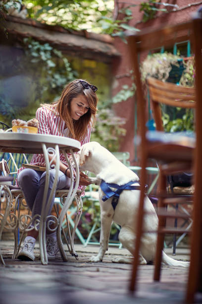 young caucasian adult redhead having a good time with her dog in a pet-friendly cafe, sitting outdoor, playing, holding paw of a pet stock photo