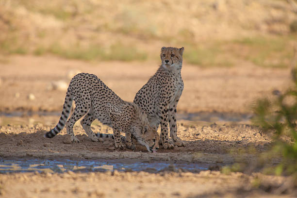 Young cheetah at waterhold stock photo